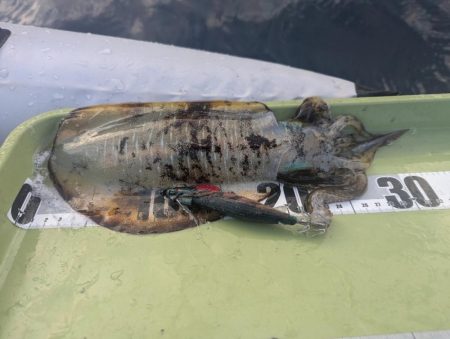 ミニボートティップラン