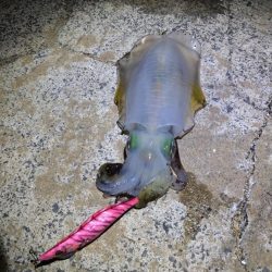 鳥取 チョコっと釣行