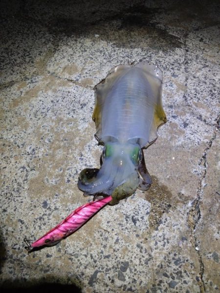 鳥取　チョコっと釣行