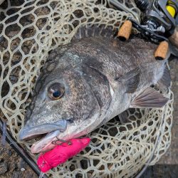 チヌトップ→ガシラマンション開拓