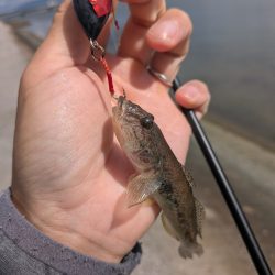 ハゼとハゼの親玉広島ハゼゲー