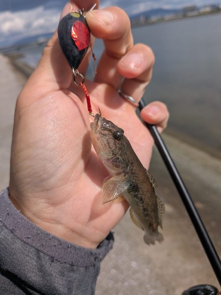 ハゼとハゼの親玉広島ハゼゲー