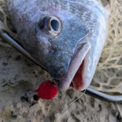 広島ライトソルト祭り8目ゲット