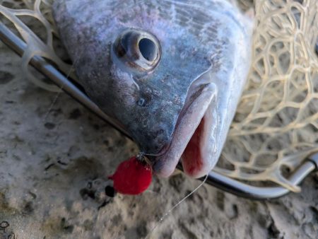 広島ライトソルト祭り8目ゲット