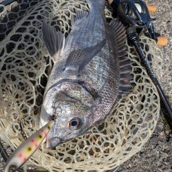 秋の広島チヌトップ