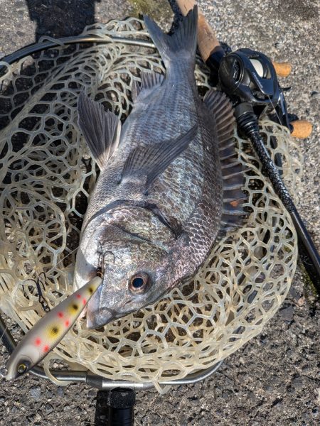 秋の広島チヌトップ