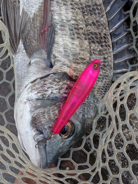 九州遠征ー伊万里チニング