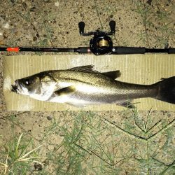 秋のシーバス調査