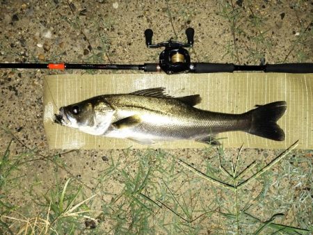 秋のシーバス調査