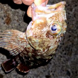 サイズチョイUp