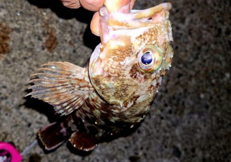 サイズチョイUp