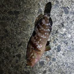 アジ探し@中紀~南紀