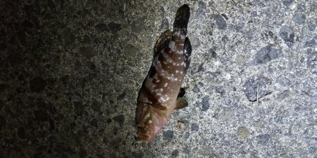 アジ探し@中紀~南紀