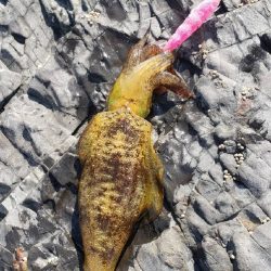 根魚とイカ狙い@串本