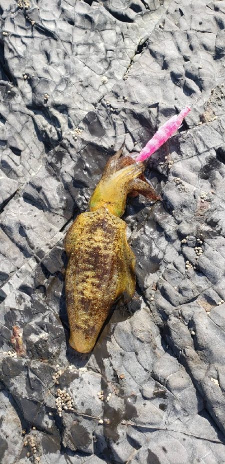 根魚とイカ狙い@串本