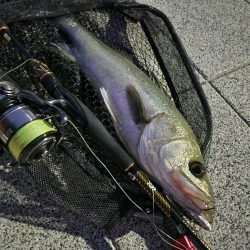 しごおわシーバス