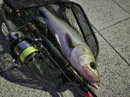 しごおわシーバス