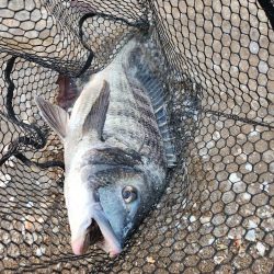 仕事終わりにサクッとチニング