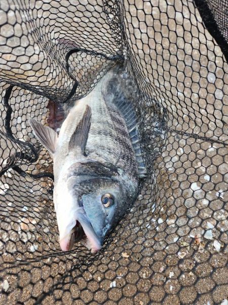 仕事終わりにサクッとチニング