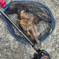 広島市内海エリアボトムゲーム