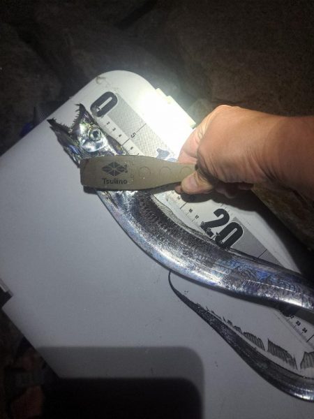 カゴ釣りでまさかの…