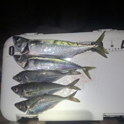 サバ多めのカゴ釣り