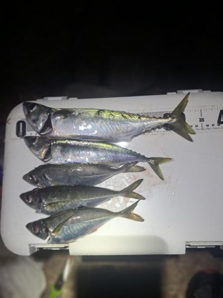 サバ多めのカゴ釣り