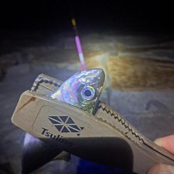 いつもと違う魚影