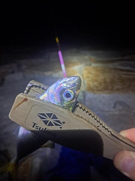 いつもと違う魚影