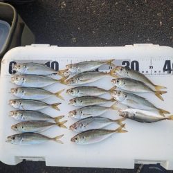 太刀魚不在でサビキ釣り