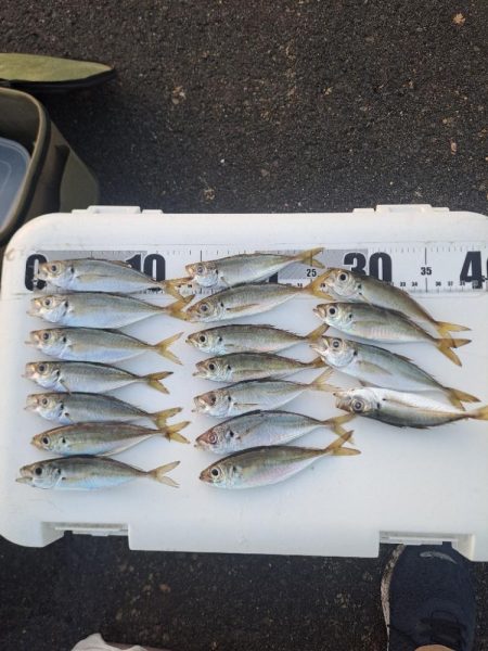 太刀魚不在でサビキ釣り