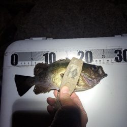 雨でも魚影濃いカゴ釣り