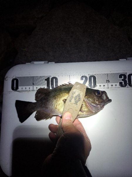 雨でも魚影濃いカゴ釣り