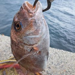 忍耐のカゴ釣り
