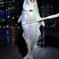 激アツサーフアジン