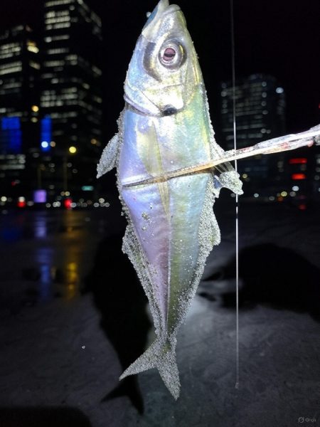 激アツサーフアジン