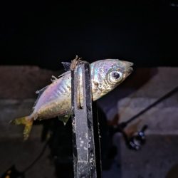 今夜も好調アジング