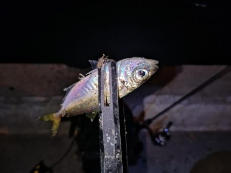 今夜も好調アジング
