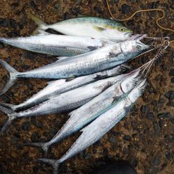 サゴシ、ツバス