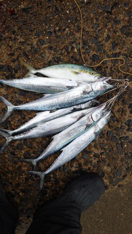 サゴシ、ツバス