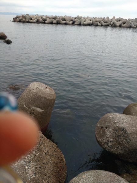 夕マズメになんとかアオリ