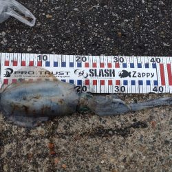 障泥烏賊2杯！胴20センチ！？