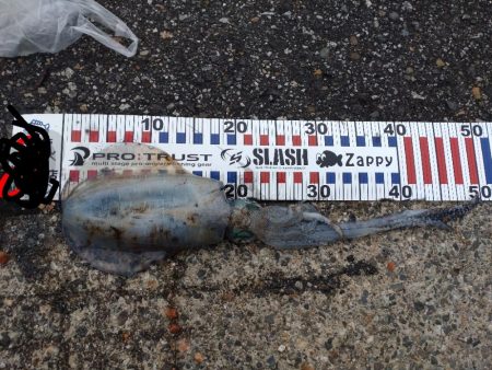 障泥烏賊2杯！胴20センチ！？