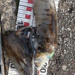 アオリイカ3杯!