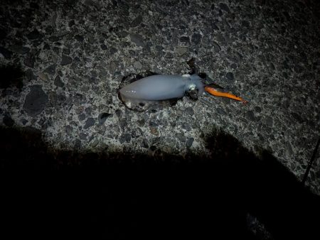 獲ったどー！！