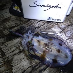 夜通しエギング