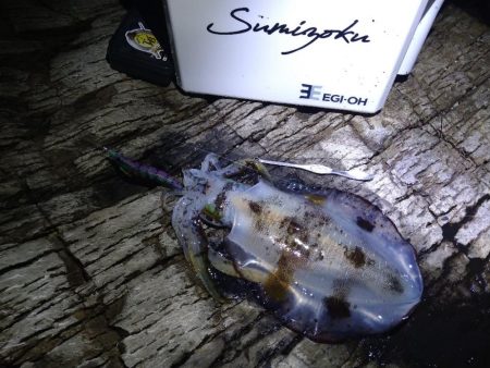 夜通しエギング