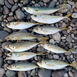 青物調査とカゴ釣り