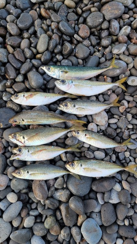 青物調査とカゴ釣り