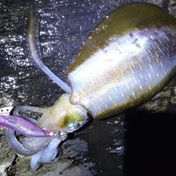 荒れ後のエギング